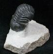 Beautiful Phacops Trilobite #12936-1